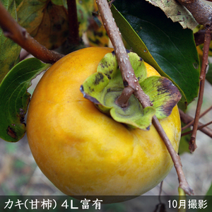 ＜すだ農園＞3年生苗 カキ（甘柿）4L富有[ふるい苗 2023年] 苗木 接ぎ木 実がなる 庭木 大苗 果樹 ※北海道・沖縄・離島への配送不可 ※2025年11月中旬～2026年3月下旬頃に順次発送予