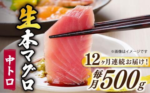 【全12回定期便】【ながさき水産業大賞受賞！！】 五島列島産 養殖 生本かみまぐろ 中トロ ブロック 500g 魚介類 鮮魚 まぐろ 【カミティバリュー】 [RBP066]