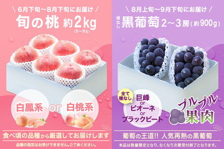 ＜2024年先行予約＞【山梨県産 旬の果物 定期便】旬の桃 種無し巨峰 2回送り 180-009