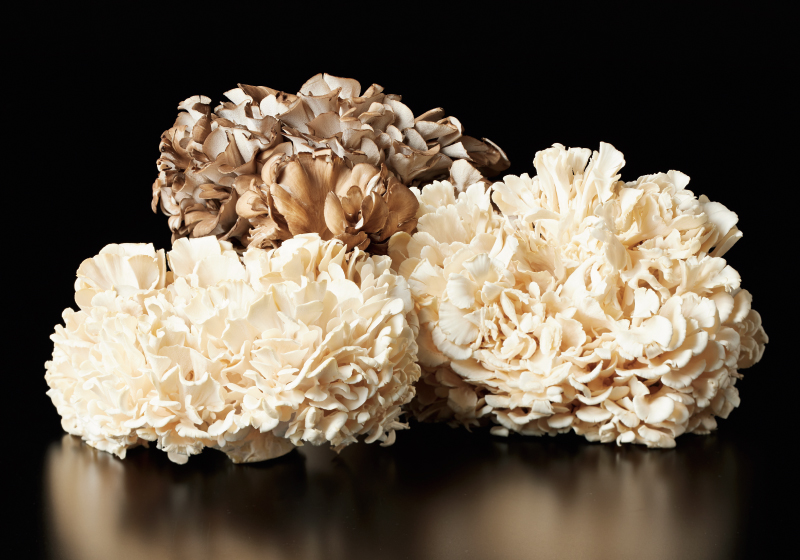 舞茸 3株 セット 白舞茸 氷温熟成 グルメ | 101M まいたけ きのこ キノコ 産地直送