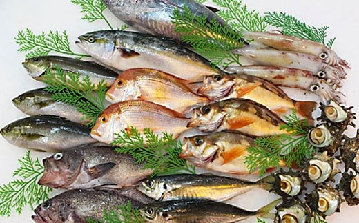 
            山陰浜田港水揚げ季節の鮮魚セット 魚介類 魚貝類 魚 鮮魚 季節の魚 旬の魚 セット 詰め合わせ 下処理済み 【096_1694】
          