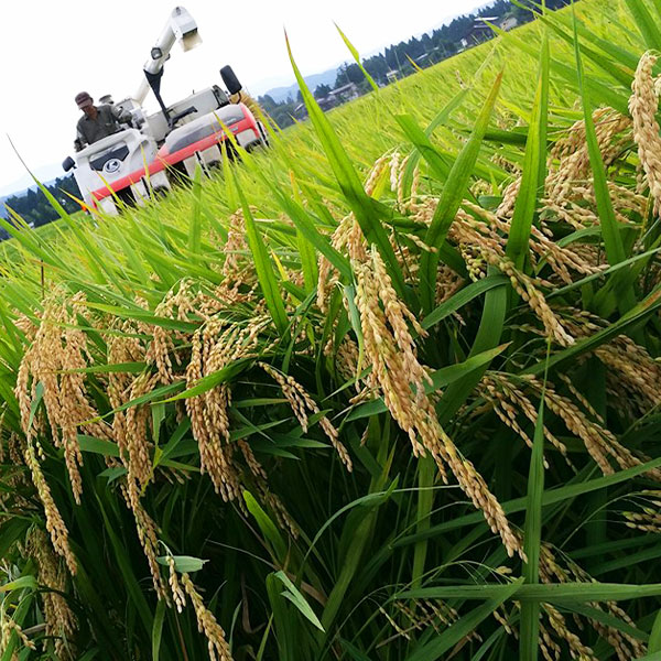 先行予約 令和8年 新潟県産コシヒカリ 特別栽培米 10kg 10キロ（5kg×2） 上越市 三和区神田 富永農産 有機肥料 自家製たい肥