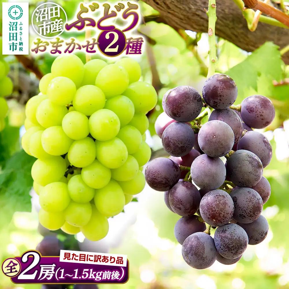 沼田市産 ぶどう おまかせ2種 全2房 (約1kg～1.5kg) ご家庭用 まるいぶどう園