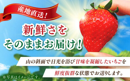 【先行予約】【ジューシーな濃厚いちご】いちごさん 500g（250g×2パック） / 苺 イチゴ いちご フルーツ 果物 / 佐賀県 / さかもとさんの畑[41ABAA002]