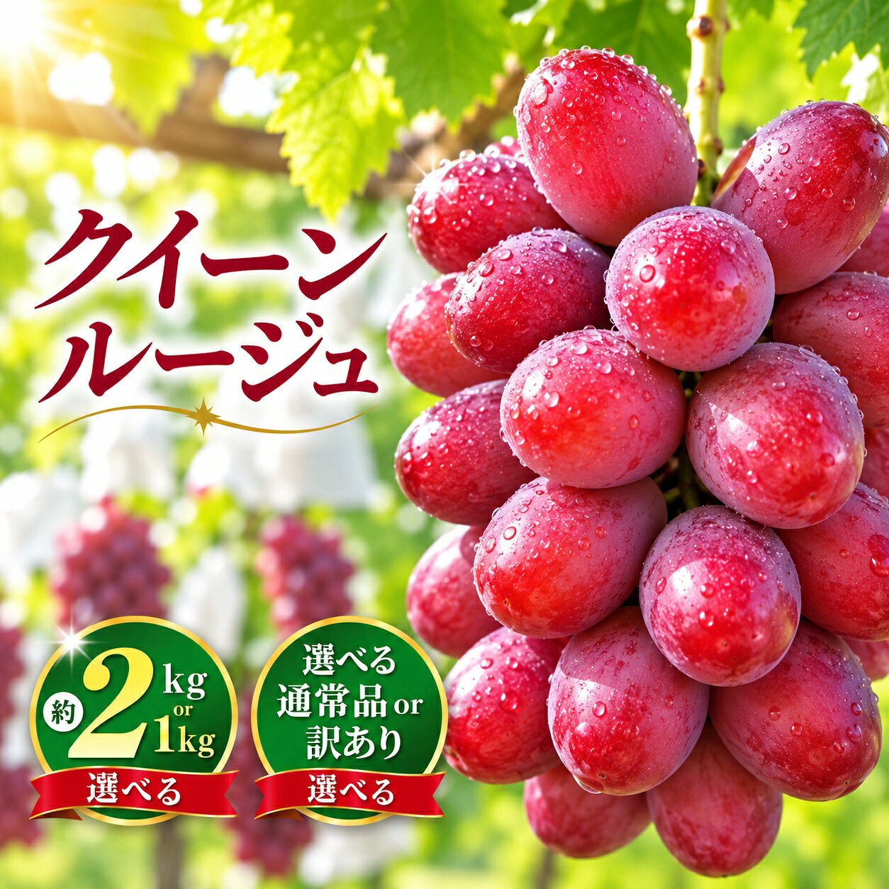 【ふるさと納税】 選べる 通常品 訳あり クイーンルージュ® 約1kg～2kg 2～5房 約1kg～2kg 2～5房 2kg 2～7房 ［新規就農者応援コース 幸作会］ フルーツ ブドウ 果物 ぶどう 長野 信州 小布施町 クール便 冷蔵便 令和8年産 9月上旬～11月上旬発送 葡萄
