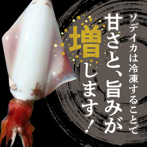 沖永良部島 イカ の 王様 ！ ソデイカ 1.5kg C010-024 魚介類 冷凍 烏賊