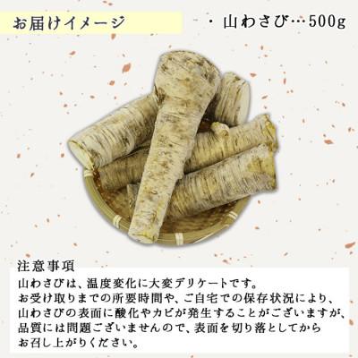 ふるさと納税 弟子屈町 【のし付】 天然 山わさび 500g前後 産地直送 北海道 弟子屈町 3166 |  | 02