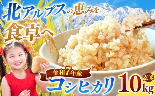 コシヒカリ 玄米 約10kg 【令和7年産】 | 米 こめ コメ お米 玄米 コシヒカリ 長野県 松川村 信州