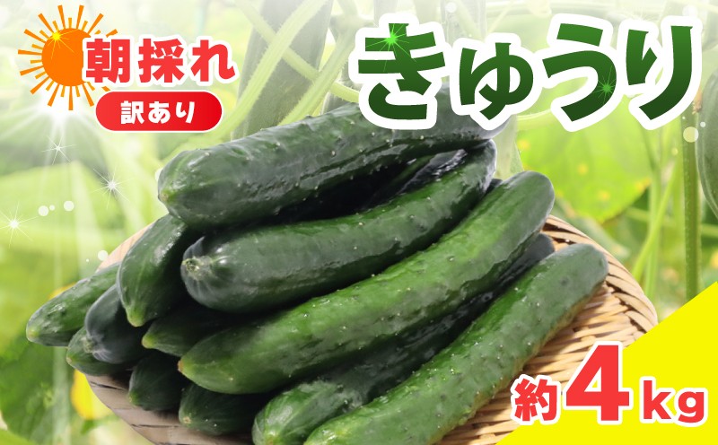 
            訳あり きゅうり 約4kg きゅうり 胡瓜 野菜 夏野菜 サラダ 冷麺 漬物 漬け物 ぬか漬け 酢の物 1本漬け 浅漬け 冷やしきゅうり キムチ きゅうりちくわ ちくわきゅうり 産地直送 新鮮 訳あり 千葉県 旭市 shi003
          