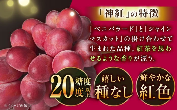 【2026年先行予約】【8月初旬頃から順次発送】島根県オリジナル品種「神紅」1房 500g以上 産地直送 種なし葡萄 島根県雲南市/池田ぶどう農園　 [AIAA001]