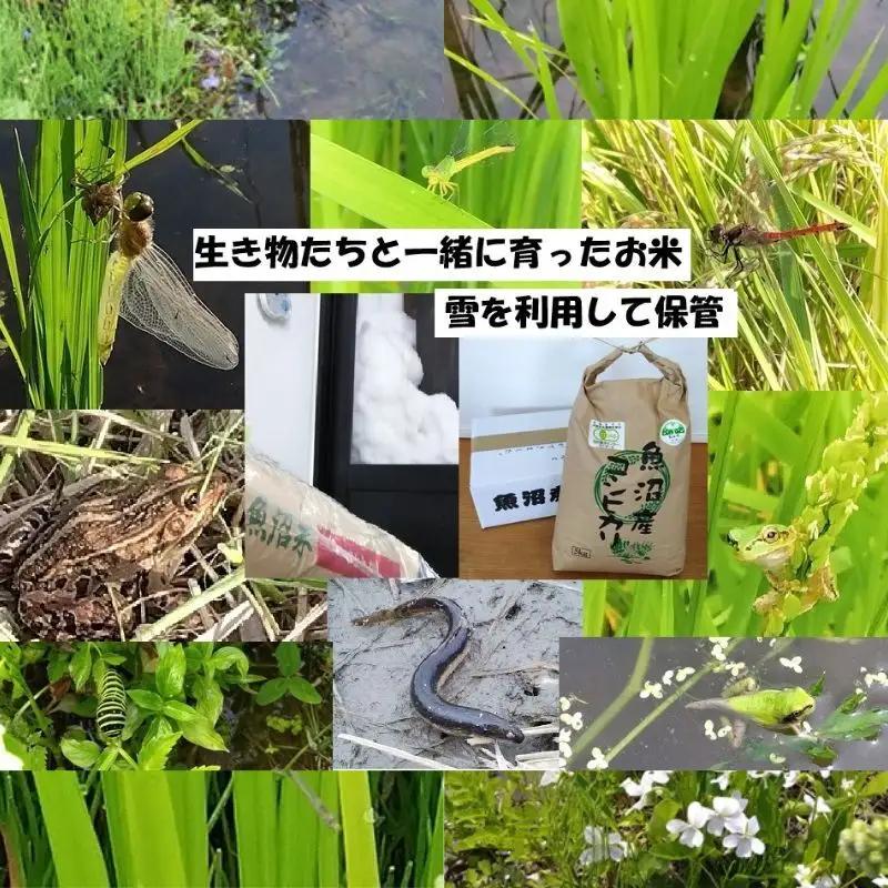 【魚沼ブランド】令和7年産 玄米5kg【有機栽培・生態系保全・再生可能エネルギー・エコファーマー・生産工程管理】魚沼産コシヒカリ