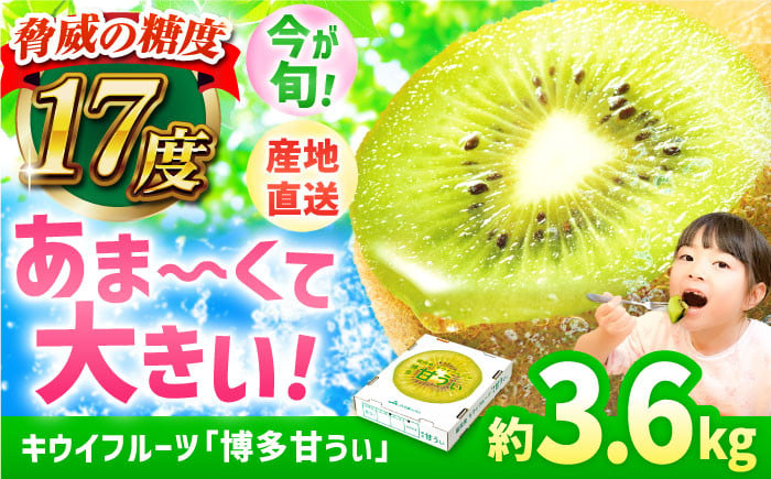 
            【今が旬！】福岡県ブランド! キウイフルーツ 博多甘うぃ 約3.6kg キウイ きうい あまうぃ 果物 くだもの フルーツ ギフト 甘い 果肉 果実 ビタミンC 博多 広川町 / JAふくおか八女農産物直売所どろや [AFAB013]
          