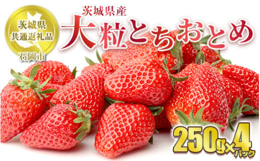 【先行予約】とちおとめ 大粒 250g×4パック【茨城県共通返礼品　石岡市産】 合計約1kg ※2025年1月上旬～3月下旬頃に順次発送予定