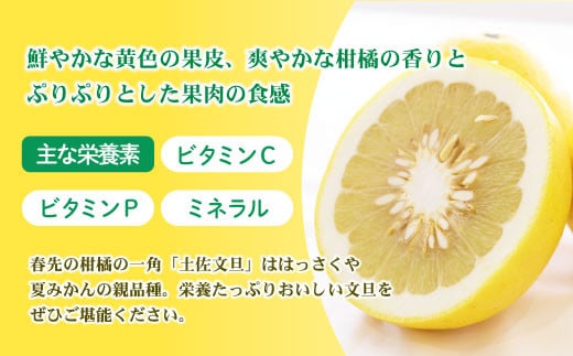 【先行予約】【訳あり】土佐文旦（ぶんたん）家庭用（M～5L）約3kg 〈2027年2月中旬～発送〉 文旦 3キロ 土佐文旦発祥の地 産地直送 約4～10玉 大玉 ぶんたん 訳あり【株式会社とさもん】 