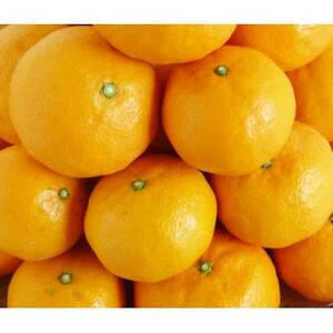 【2024年4月より発送】初夏のみかん　なつみ3kg【配送不可地域：離島】【1327770】