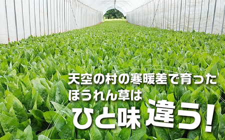 《先行予約》《期間限定》飛騨ほうれん草 150g×8個 朝採れほうれんそう　標高850m山之村で育った味の濃いホウレンソウ A0089wx syun33