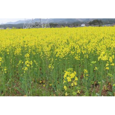 ふるさと納税 富岡町 菜の花油2本セット |  | 01