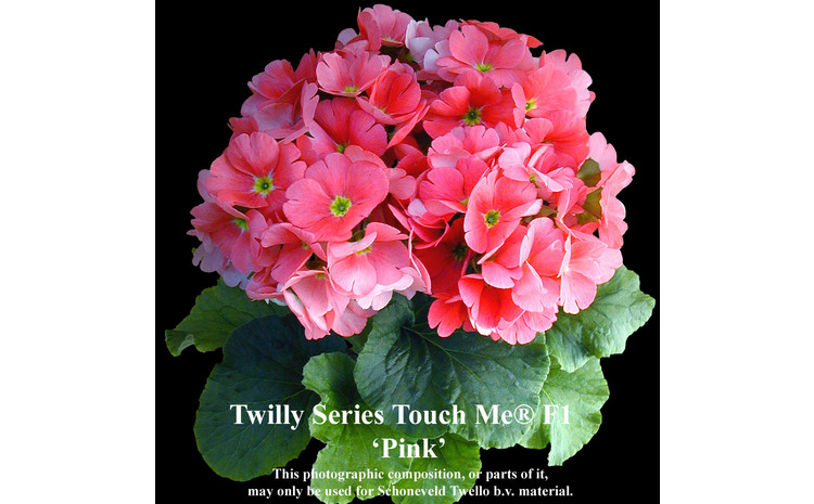 【先行受付11月20日より発送 数量・期間限定】鉢花 定期便 2回(11月・1月) 【鉢花 ふるさと納税 定期便】(H069116)