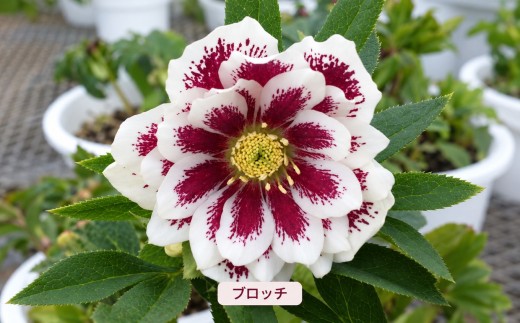 八ヶ岳・原村産　クリスマスローズ（八重咲き）2鉢セット 【ブロッチ×ブロッチ】 | クリスマスローズ 花苗 鉢植え 鉢花 信州 八ヶ岳 長野県 諏訪郡 原村