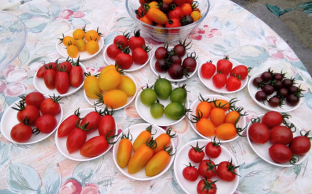 ＜2024年7月上旬よりお届け＞北海道壮瞥町産　大作農園「夏アスパラとカラフルミニトマト」のセット約1kg 先行予約【 ふるさと納税 人気 おすすめ ランキング アスパラ あすぱら トマト とまと ミ