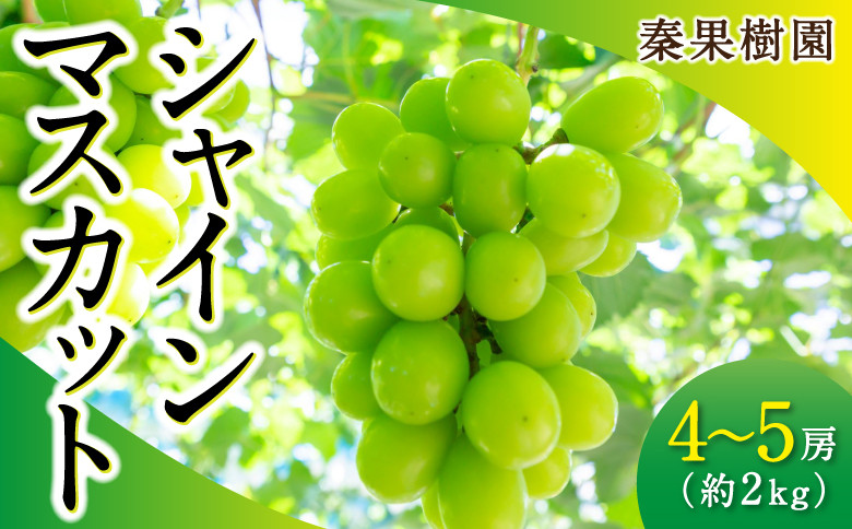 
            【先行予約】 秦果樹園 シャインマスカット 4房から5房 （約2kg） 【2025年8月下旬から9月中旬 出荷予定】 葡萄 ぶどう ブドウ 種無し 種なし 果物 くだもの フルーツ 果実 お取り寄せ 福岡県 うきは市
          