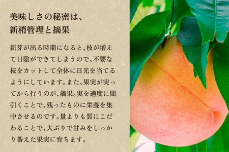 【2026年先行予約】新潟県産 桃 3kg（9～12玉）《7月下旬～順次出荷》