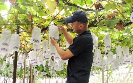 【2025年8月上旬～順次発送】迫田果樹園のぶどう 指宿産ぶどうのおまかせミックスセット約2.0kg(迫田果樹園/016-1342) ブドウ 葡萄 果物 フルーツ 果実 果樹園 食べ比べ 食べくらべ 