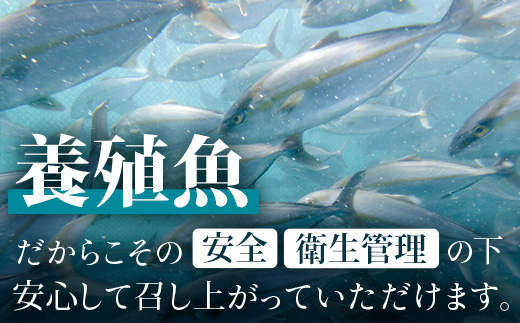 【ねじめ黄金カンパチ】１尾　JF-501