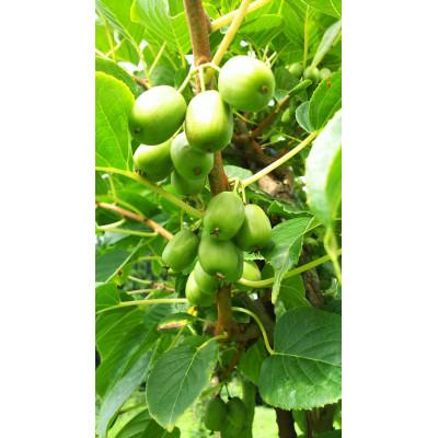 ふるさと納税 十日町市 さと雪のさるなし茶50g×6 |  | 02