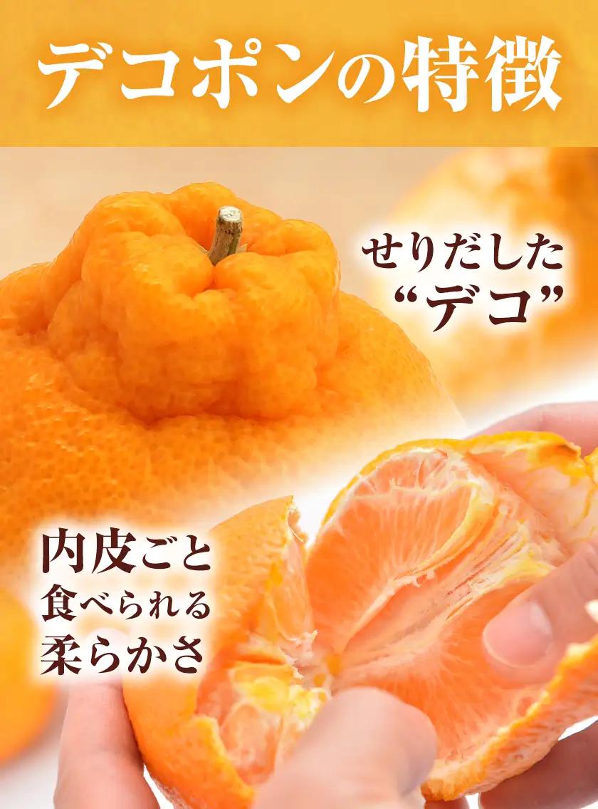デコポン 3㎏ 贈答用化粧箱 （8～12玉） 日本フルーツ株式会社《12月中旬-4月中旬頃出荷》