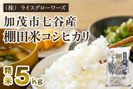 【令和8年産新米先行予約】七谷産 棚田米コシヒカリ 精米5kg《10月上旬～順次出荷》 白米 （株）ライスグローワーズ