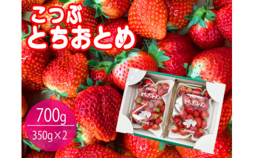 【数量限定】小粒でかわいいとちおとめ 2パック入り1箱 いちご　イチゴ　苺　フルーツ　果物（KBP-3）