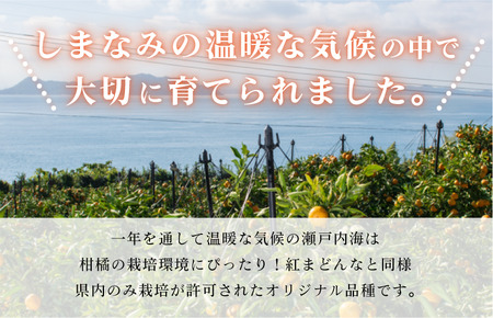 今治産　甘平　化粧箱 4L～2L 8～12玉　紅まどんなに並ぶ人気商品 国産 高級フルーツ　人気商品　みかん　柑橘　フルーツ　果物　JAおちいまばり [KC00640]