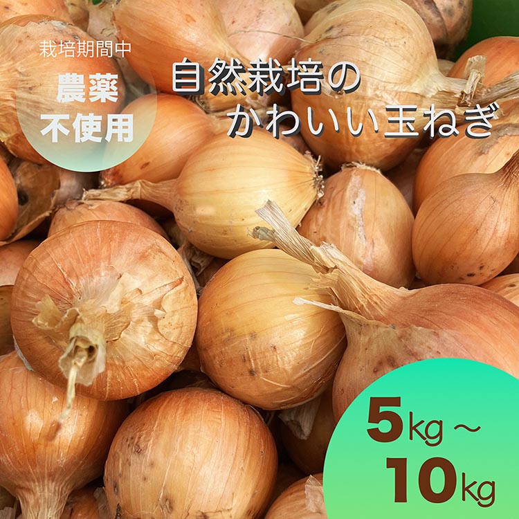 【ふるさと納税】【先行予約】＼選べる内容量／ たまねぎ 5kg～10kg 自然栽培のかわいい玉ねぎ（小たまねぎ）京都府・亀岡産 かたもとオーガニックファームよりお届け ｜ 訳あり 玉葱 タマネギ 小さめ サイズ小 ※離島への発送不可 ※2025年6月頃より順次発送予定