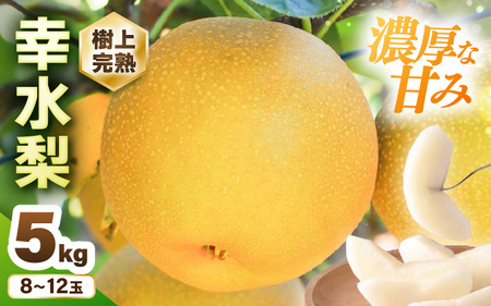【先行予約】 幸水梨 1箱 5kg入り (8～12玉) 【2026年8月中旬以降順次発送予定】 梨 なし [A-16208]