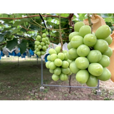 《2026年8月より順次発送》宇城市産・大粒シャインマスカット 約1kg【配送不可地域：離島】【1364003】