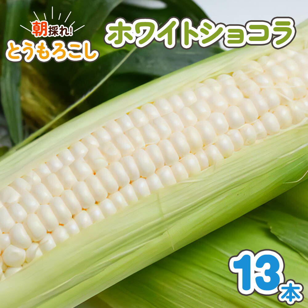 【ふるさと納税】朝採れとうもろこし《ホワイトショコラ》13本入｜トウモロコシ スイートコーン 野菜 [0389]