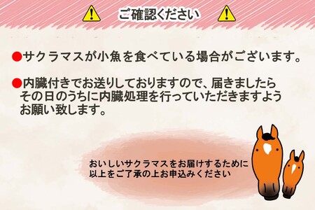 ＜2024年5月から順次発送＞ 北海道産 サクラマス 2～2.5kg まるごと 1尾 ＜ 予約商品 ＞
