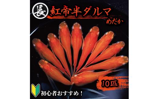 129-5 魚介 魚類 魚 紅帝半ダルマ 10匹 めだか 飼育 初心者 おすすめ 水槽 インテリア 生物 鑑賞 美 静岡県 牧之原市 丸長
