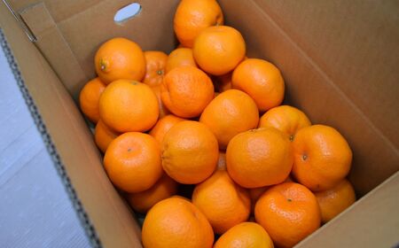 【先行予約】【数量限定】JAにしうわ みつる共選 ポンカン約10kg（2S～2L）※離島への配送不可（2026年1月中旬より順次発送予定） 【 ぽんかん ポンカン みかん ミカン 果物 】 IKTBC