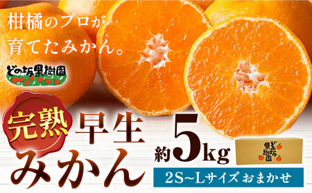 早生みかん 5kg(2S～Lサイズ)  みかん 柑橘