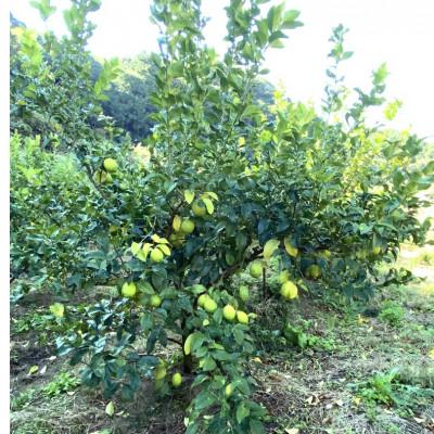 ふるさと納税 印南町 印南町産　レモン　2kg |  | 02