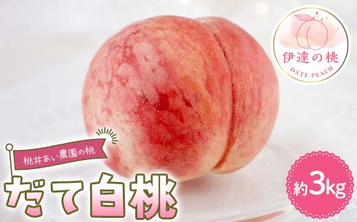 【2026年出荷分先行予約】福島県産 だて白桃 約3kg (8～10玉) 桃井あい農園 伊達の桃 桃 フルーツ 果物 もも モモ momo F21C-212