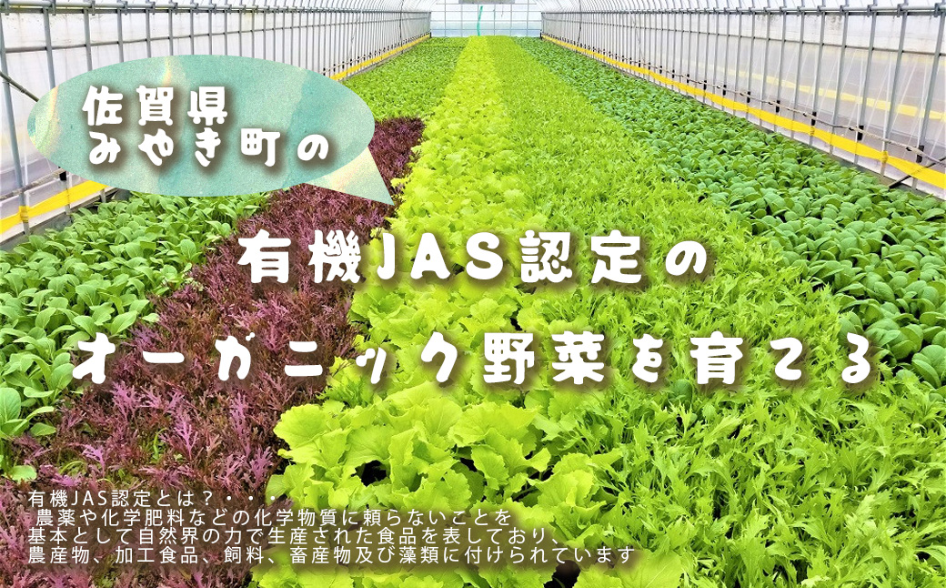 CQ020_【定期便】オーガニック葉物野菜セット【植物性で育