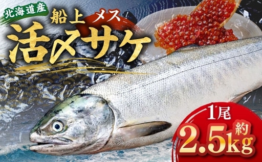 北海道産 船上活〆サケメス 約2.5kg 【2026年9月上旬～10月下旬まで発送予定】 鮭 イクラ 卵 活〆 塩焼き 冷凍 旬 魚 魚類 魚介 魚介類 食材 国産 サケ さけ フライ ムニエル サケフレーク 鮭フレーク