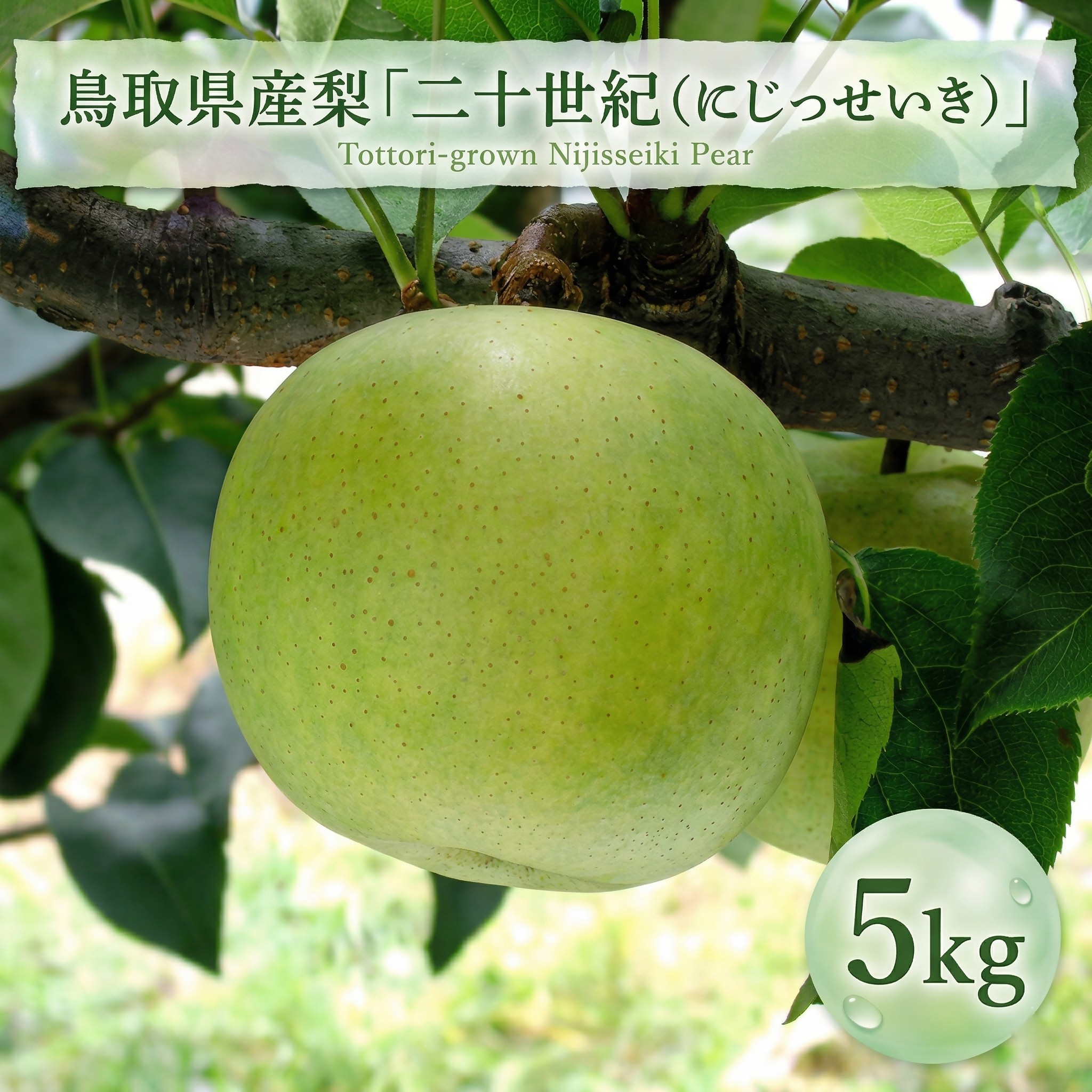鳥取県産梨「二十世紀（にじっせいき）」5kg