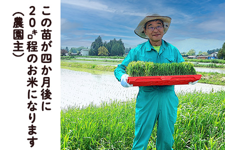 ＜令和8年産予約受付＞【12ヶ月定期便】銀河のしずく厳選プレミアム（減農薬・減化学肥料）5kg 【2017】