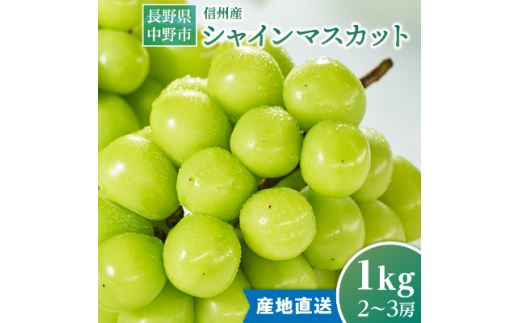 2026年発送　【信州産】シャインマスカット1kg_シャインマスカット ぶどう 葡萄 ブドウ 長野県 フルーツ 果物 くだもの 旬 種無し 大粒 マスカット ギフト プレゼント 贈り物 信州産 産直 産地直送 長野県産 中野市 送料無料【1246230】
