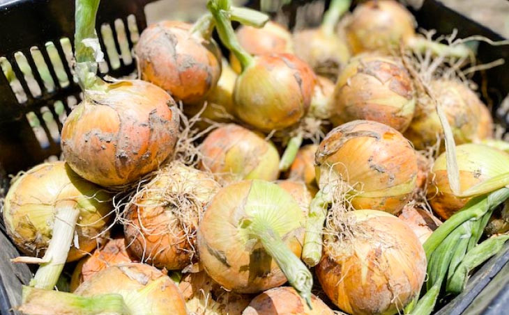 淡路島　南あわじ市産玉ねぎ 5kg