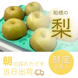 2024年発送分【家庭用】極上梨「豊水」3kg　果汁たっぷり　船橋産　8月中下旬発送　期間限定　梨　夏　6～9玉　なし　水菓子　果物　デザート
